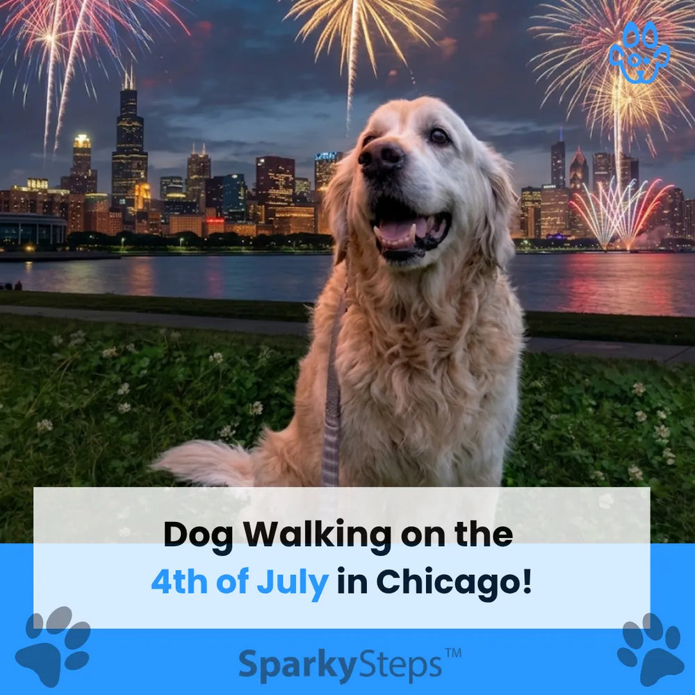 Dog Walking on 4th of July in Chicago