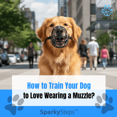 How to Train Your Dog to Love Wearing a Muzzle