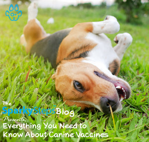 Everything You Need to Know About Canine Vaccines