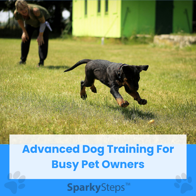 Advanced Dog Training Techniques for Busy Pet Owners 