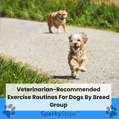 Veterinarian-Recommended Exercise Routines for Dogs by Breed Group