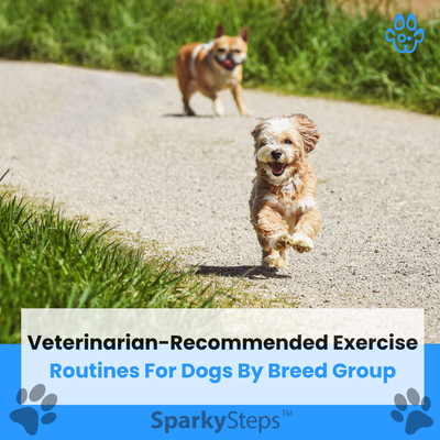 Veterinarian-Recommended Exercise Routines for Dogs by Breed Group