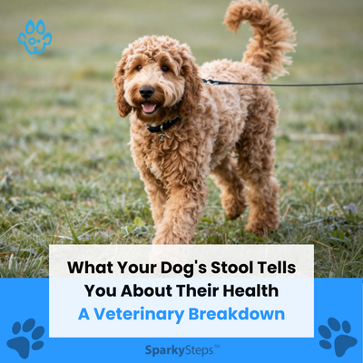 Why Is My Dog Shaking But Acting Normal? 11 Causes Explained by a DVM