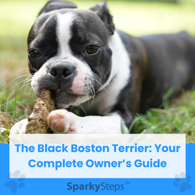 The Black Boston Terrier For Sparky Steps