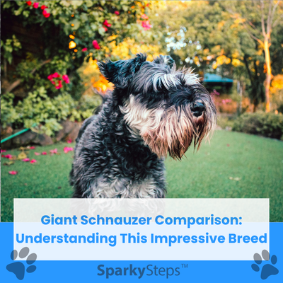 Giant Schnauzer Size Comparison: Understanding This Impressive Breed