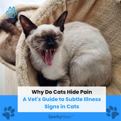 Why Do Cats Hide Pain: A Vet's Guide to Subtle Illness Signs in Cats
