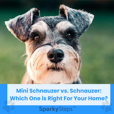 Mini Schnauzer vs Schnauzer: Which One Is Right for Your Home?