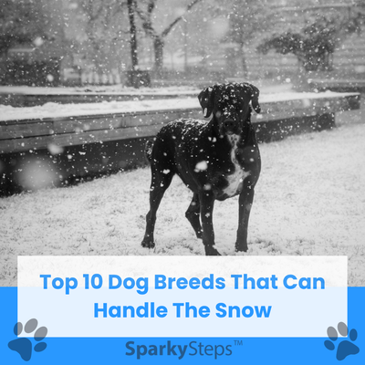 Top 10 Dog Breeds That Can Handle the Snow