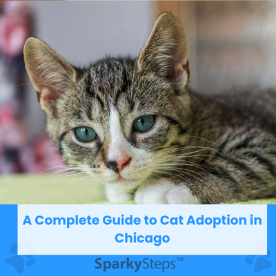 A Complete Guide to Cat Adoption in Chicago