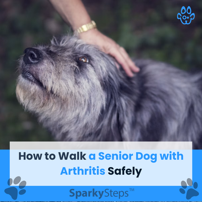 How to Walk a Senior Dog with Arthritis Safely