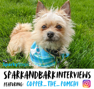 Interview With Copper_The_Pomchi