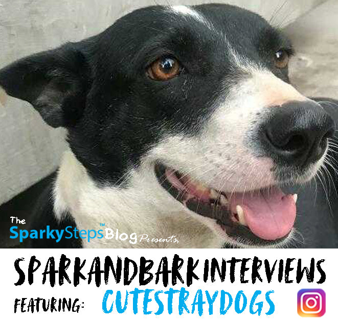 Interview With CuteStrayDogs