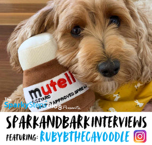 Interview With RubyBTheCavoodle
