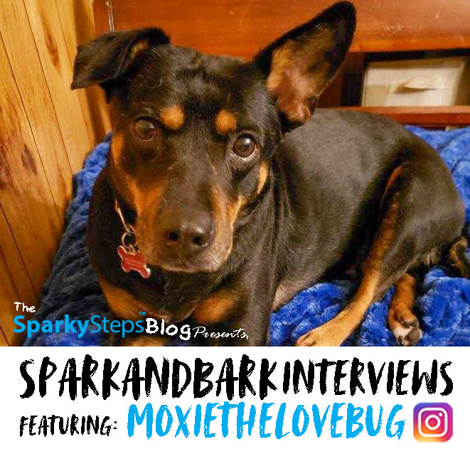 Interview with Moxie The Love Bug