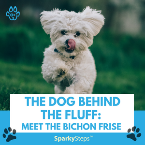 The Dog Behind the Fluff: Meet the Bichon Frise