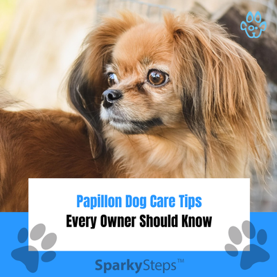Papillon Dog Care Tips Every Owner Should Know