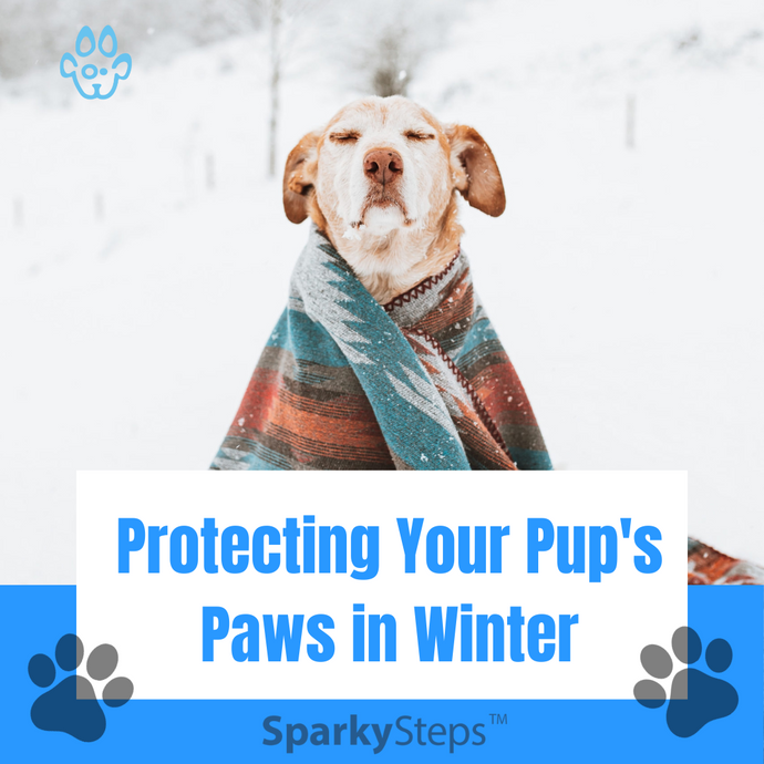 Navigating the Chicago Chill: A Guide to Protecting Your Pup's Paws in Winter