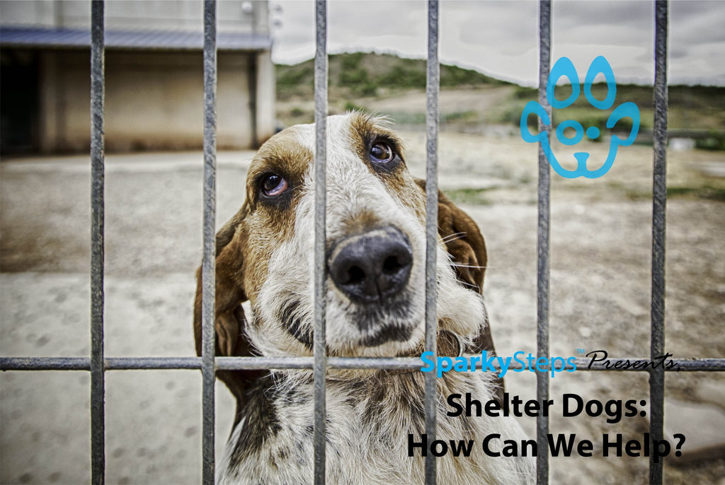 Shelter Dogs: How Can We Help?