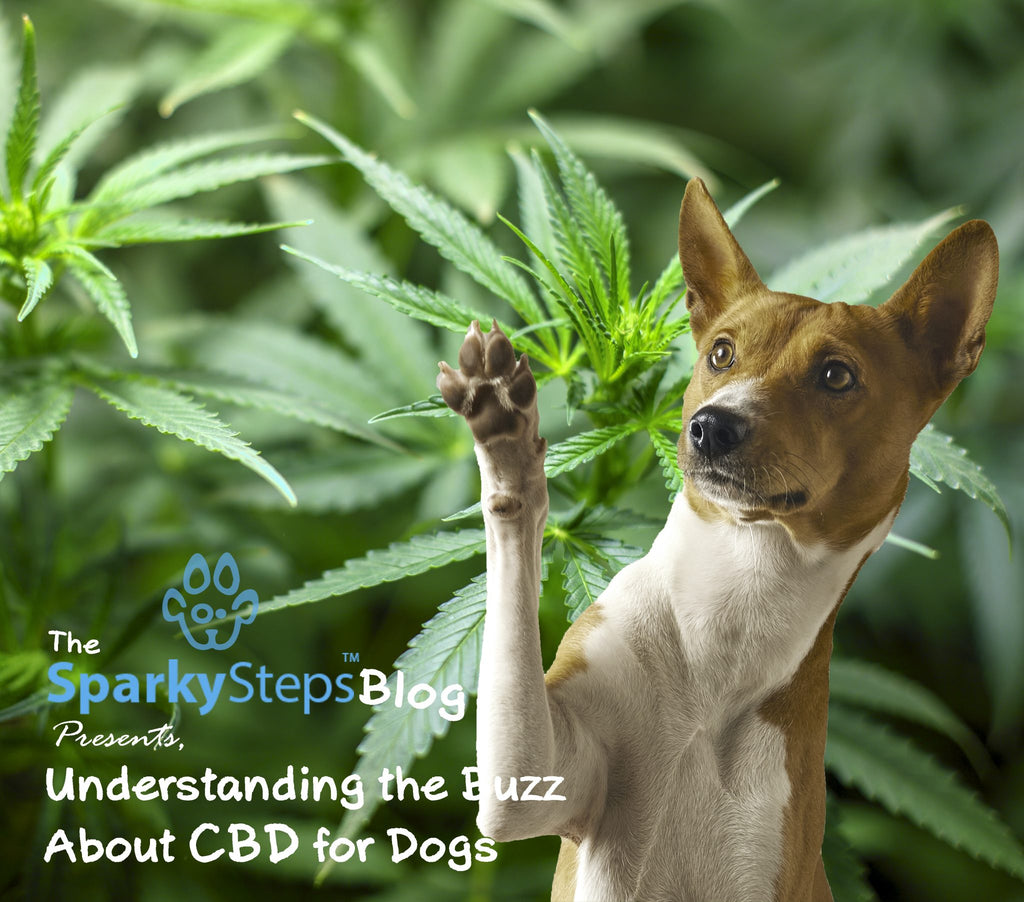 Understanding the Buzz About CBD for Dogs