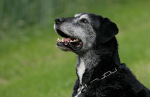 Never Too Old: How to Exercise a Senior Dog