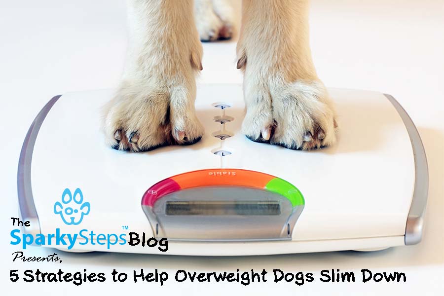 5 Strategies to Help Overweight Dogs Slim Down