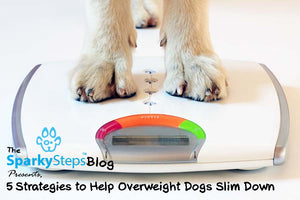 5 Strategies to Help Overweight Dogs Slim Down