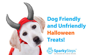 Dog Friendly and Unfriendly Halloween Treats!