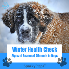 Winter Health Check: Signs of Seasonal Ailments in Dogs