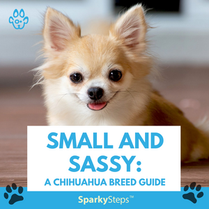 Small and Sassy: A Chihuahua Breed Guide