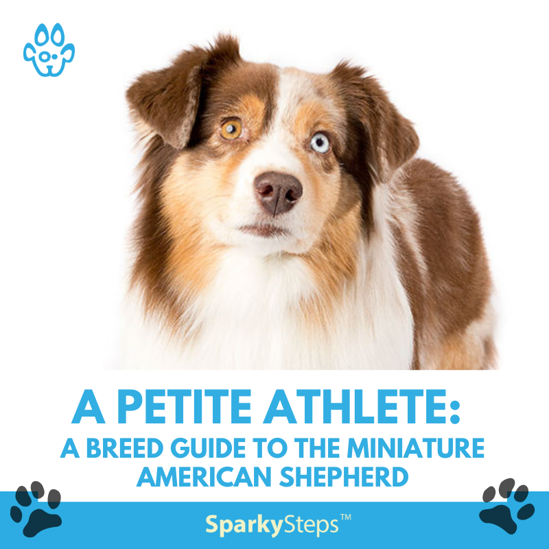 A Petite Athlete: A Breed Guide to the Miniature American Shepherd