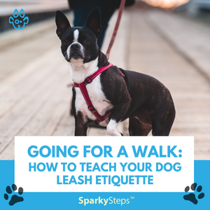 Going for a Walk: How to Teach Your Dog Leash Etiquette