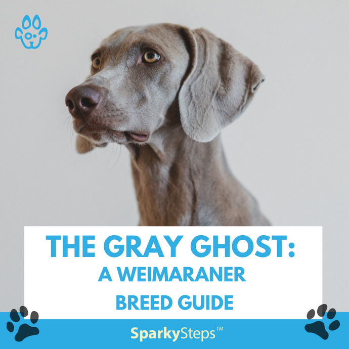 The Gray Ghost: A Weimaraner Breed Guide