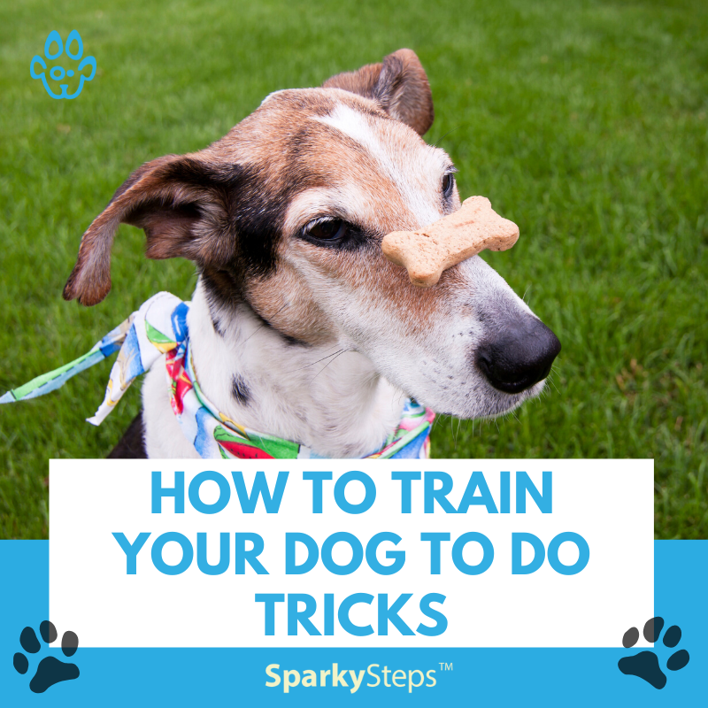 Steps to on sale train your dog