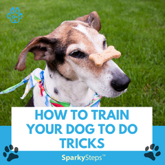 How to Train Your Dog to Do Tricks