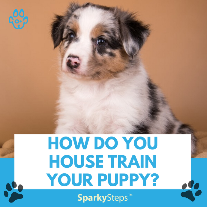 How Do You House Train Your Puppy?