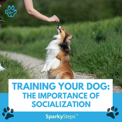 Training Your Dog: The Importance of Socialization