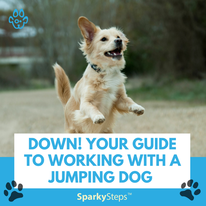 Down! Your Guide to Working with a Jumping Dog