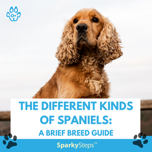 The Different Kinds of Spaniels: A Brief Breed Guide