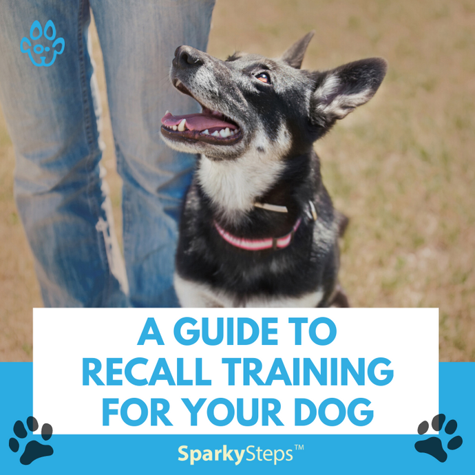 A Guide to Recall Training for Your Dog