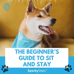 The Beginner’s Guide to Sit and Stay
