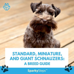 Standard, Miniature, and Giant Schnauzers: A Breed Guide