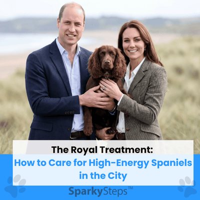 The Royal Treatment: How to Care for High-Energy Spaniels in the City