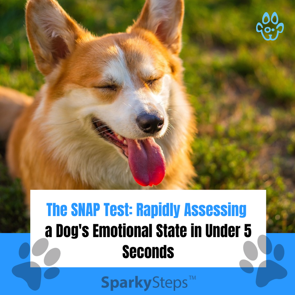 The SNAP Check: Your 5-Second Superpower for Reading Your Dog’s Mood