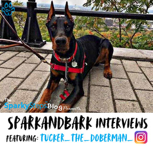Interview With Tucker_The_Doberman_
