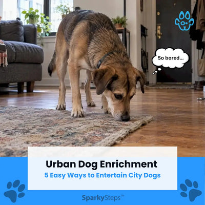 Urban Dog Enrichment: 5 Easy Ways to Entertain City Dogs