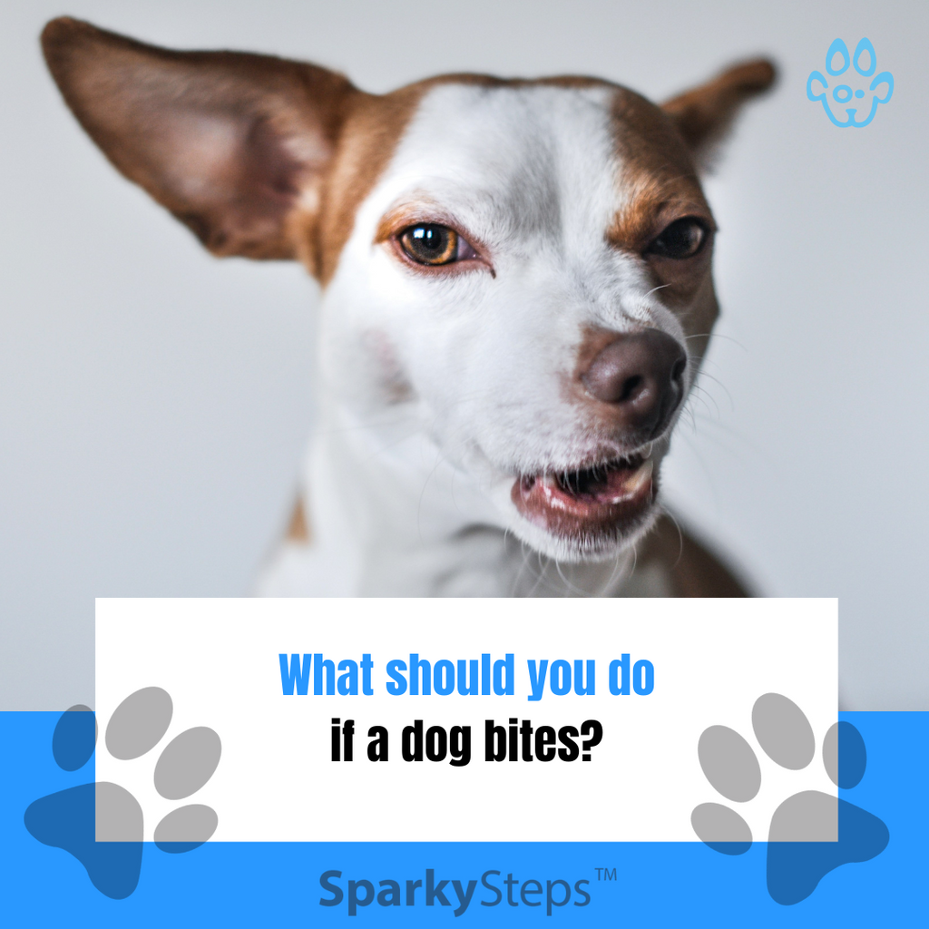 What Should You Do if a Dog Bites?