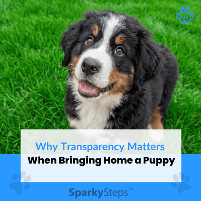 Why Transparency Matters When Bringing Home a Puppy