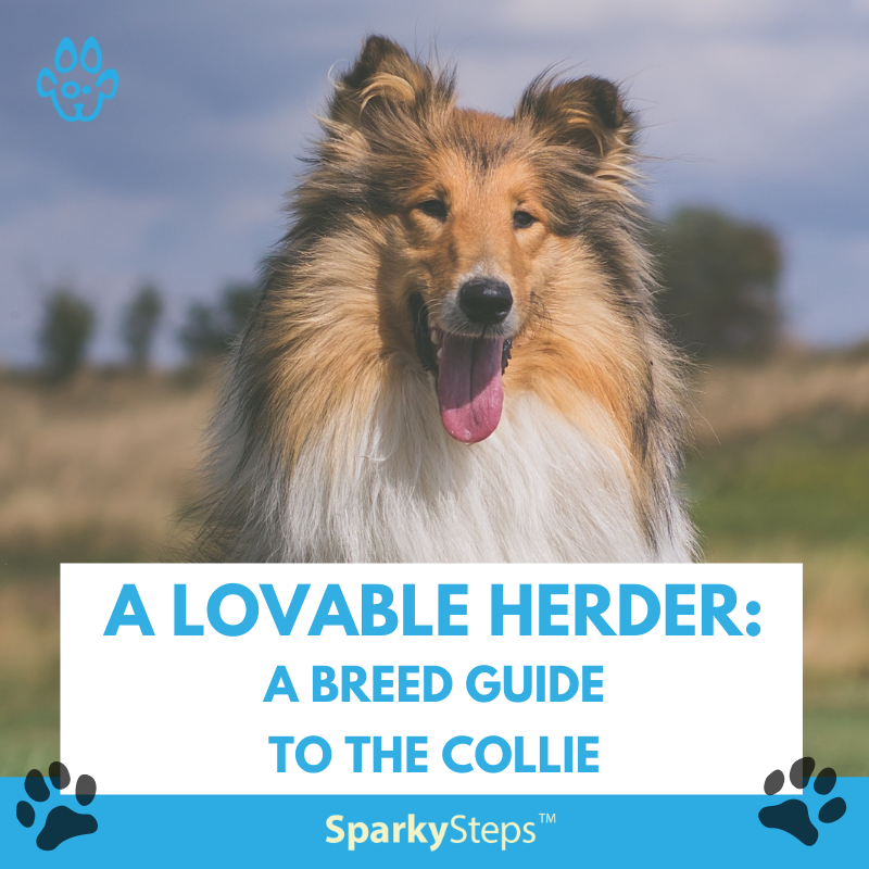 A Lovable Herder: A Breed Guide to the Collie
