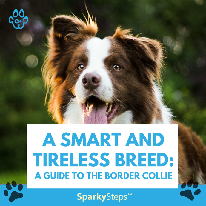 A Smart and Tireless Breed: A Guide to the Border Collie