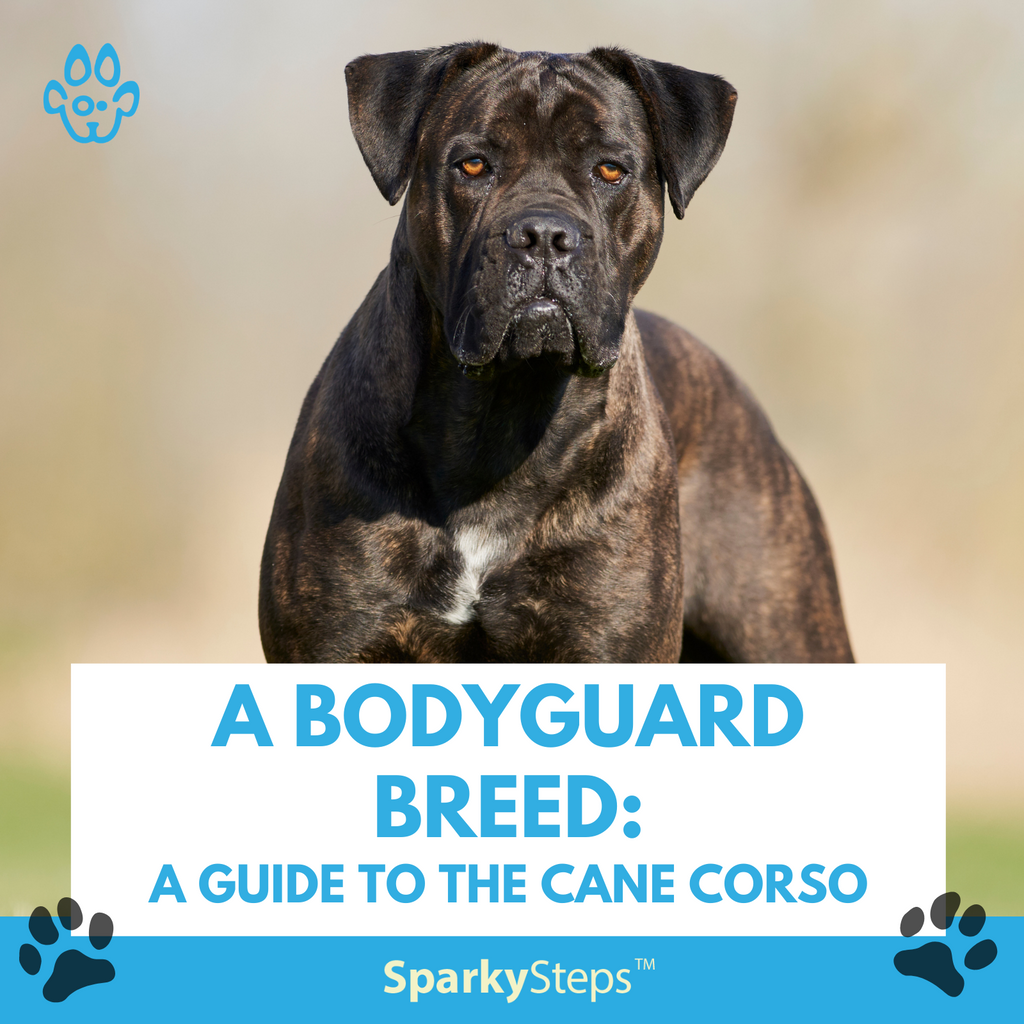 A Bodyguard Breed: A Guide to the Cane Corso